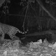 An ocelot being carried away by a jaguar.